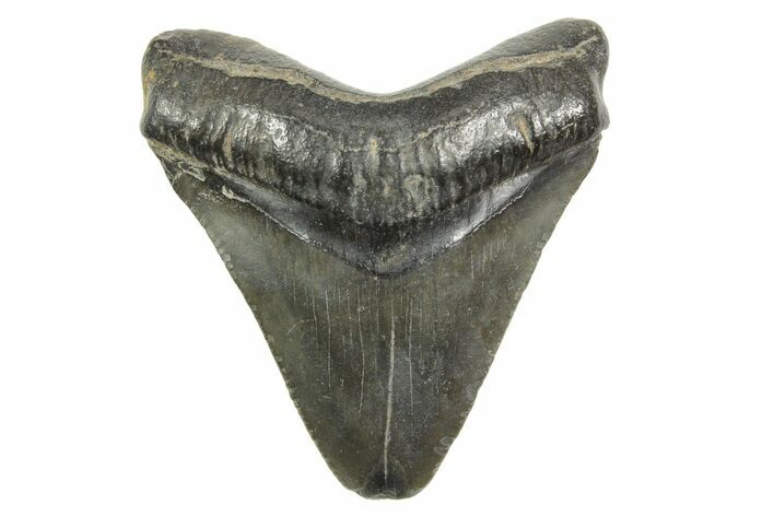 Juvenile Megalodon Tooth - South Carolina #368032
